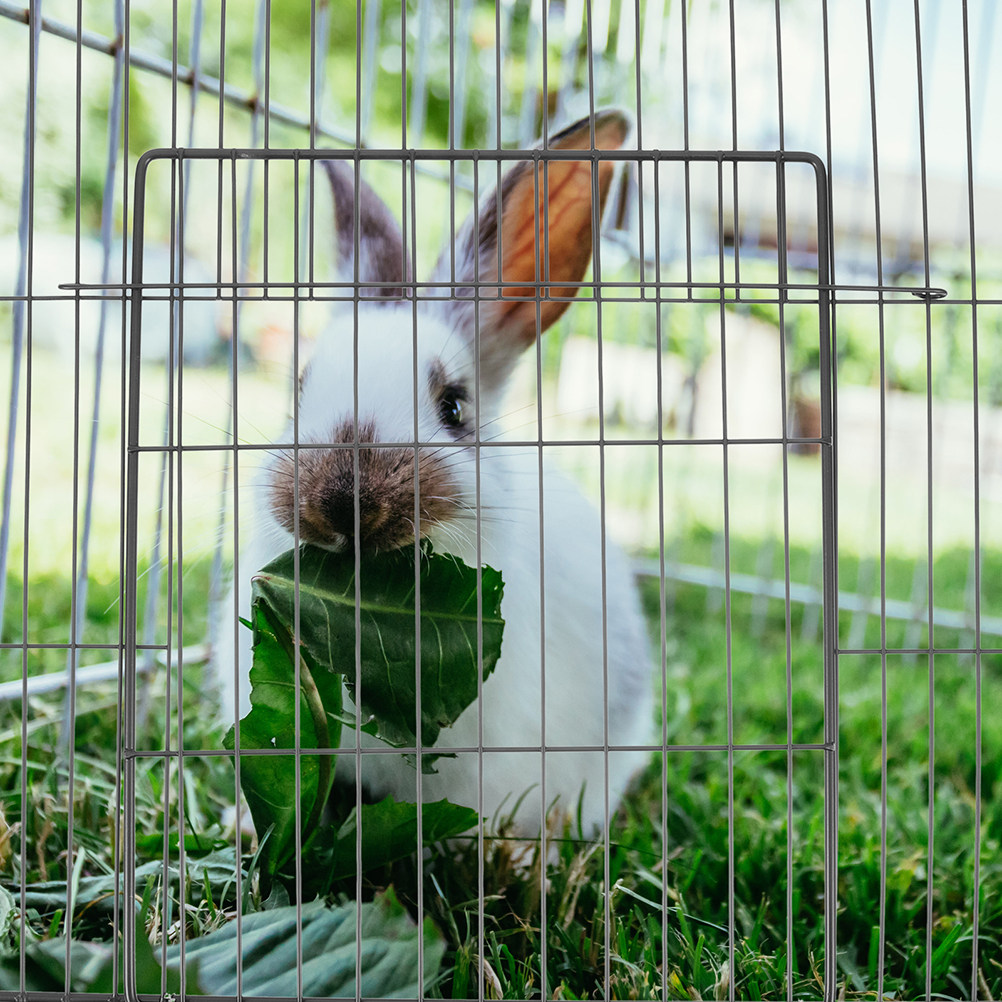 แผ่นกั้นประตูสำหรับสัตว์เลี้ยง - Rabbit Cage Wire บทวิจารณ์และราคา